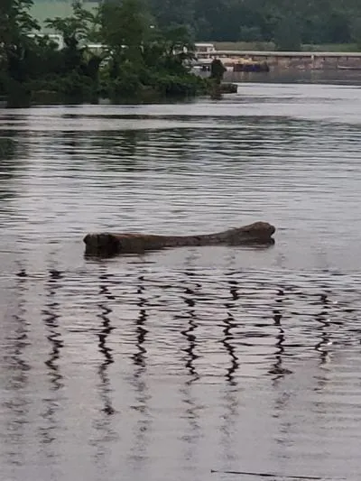 A large waterlogged tree trunk floating half-submerged in a river